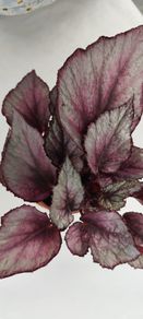 Begonia