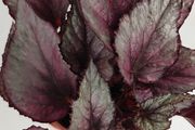 Begonia