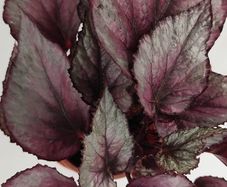 Begonia