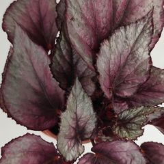 Begonia