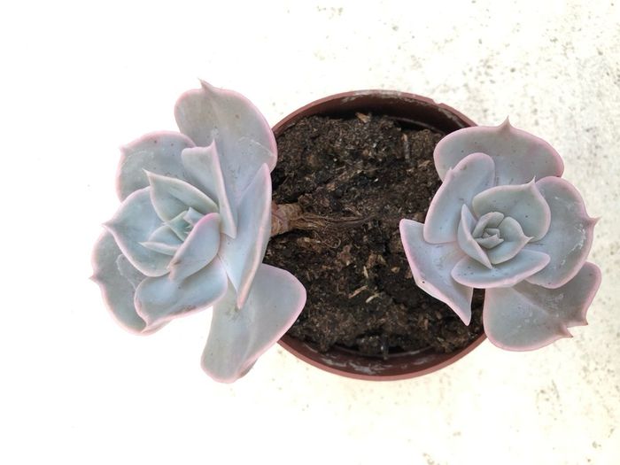 Succulents