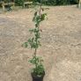 23 Carpinus hedges Image 2