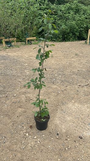 23 Carpinus hedges