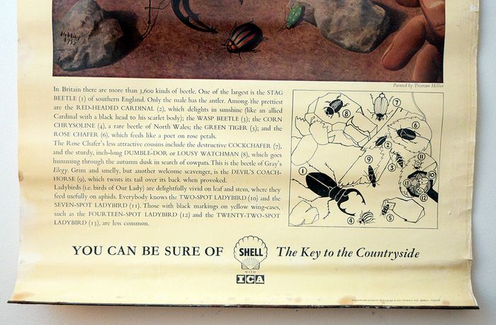 Vintage 1950's Shell Nature Study Beetles poster