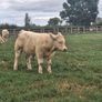 PBR Charolais bulls Image 3