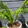 2 large ferns 25 each Image 4