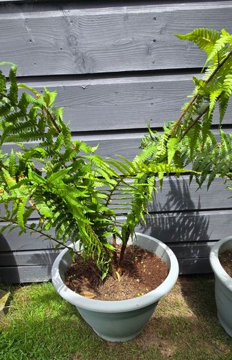 2 large ferns 25 each