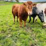 Purebred limousine bull for sale Image 2