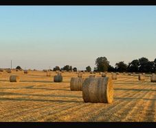 Hay for sale