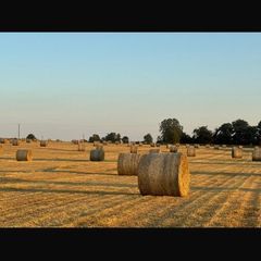 Hay for sale