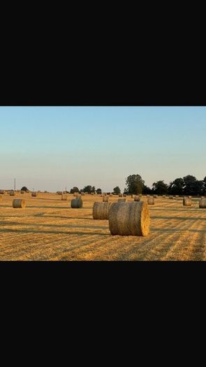 Hay for sale