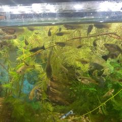 Guppy