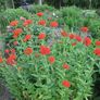 (L) Burning Love seeds Perennial 0,5g (184717 Image 3
