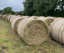 Rushes