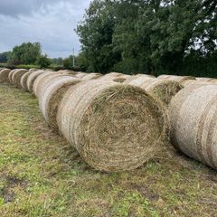 Rushes
