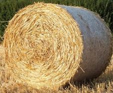 Straw  - Harvest  2026