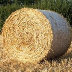 Straw  - Harvest  2026