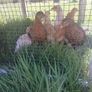 chickens Image 3