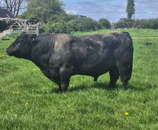 Angus bull