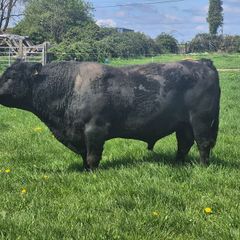 Angus bull