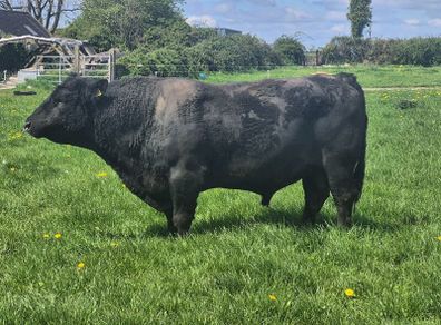 Angus bull