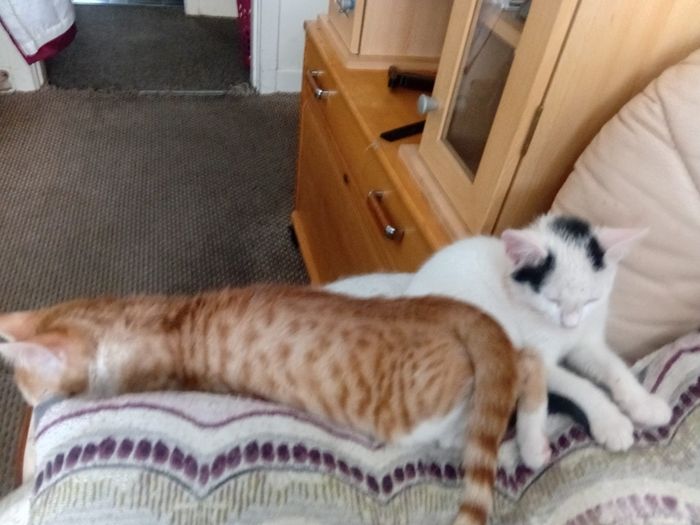 2 Kittens