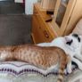 2 Kittens Image 4