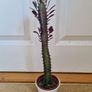 Euphorbia Trigona Rubra succulent Image 2