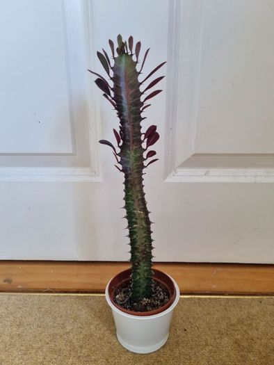 Euphorbia Trigona Rubra succulent
