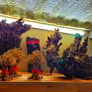 Bonsai Tree Large Image 5