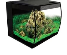 fish tank