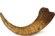 1/1  copy of a prehistoric megaraptor claw