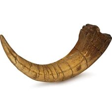 1/1  copy of a prehistoric megaraptor claw