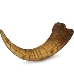 1/1  copy of a prehistoric megaraptor claw
