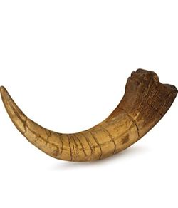 1/1  copy of a prehistoric megaraptor claw