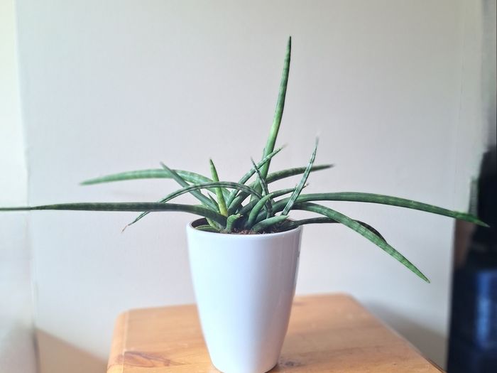 African Spear Plant in Ceramic Pot