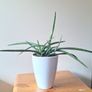 African Spear Plant in Ceramic Pot Image 7