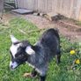 pygmy  goats purebred Image 3
