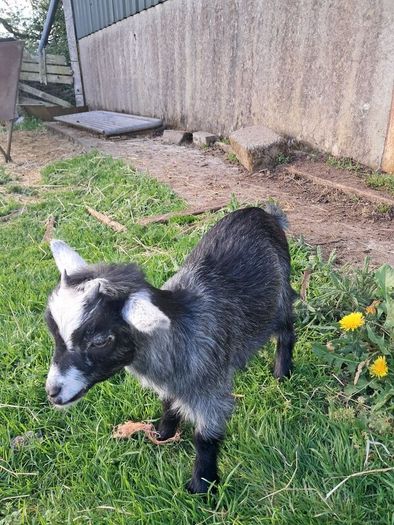 pygmy  goats purebred
