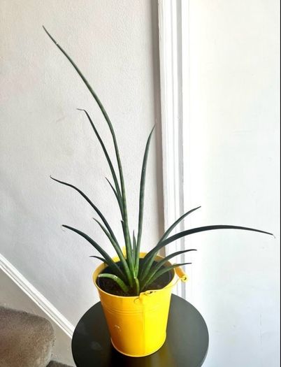 Mikado snake plant