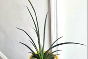 Mikado snake plant