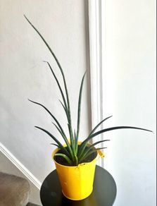 Mikado snake plant