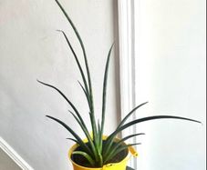 Mikado snake plant
