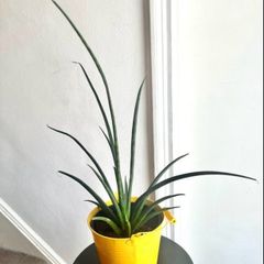Mikado snake plant