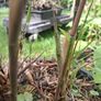 Black stem bamboo Image 7
