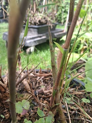 Black stem bamboo