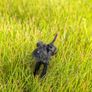 Handmade Felt Schnauzer (Woollen Black Dog) Image 2