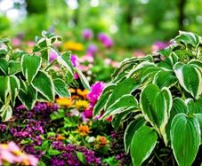 Hosta Magnificent Mighty Margins