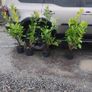 Cherry Laurel 3ft 3 litre pot 5 euro Image 4