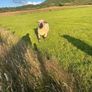 Rams Image 5